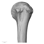 DV16-60 Homo sapiens humerus left proximal anterior