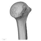 DV16-60 Homo sapiens humerus left proximal medial