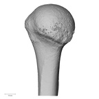 DV16-60 Homo sapiens humerus left proximal posterior