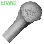 DV16-60 Homo sapiens humerus left proximal ply