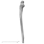 DV16-61 Homo sapiens ulna right anterior