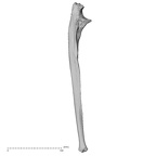 DV16-61 Homo sapiens ulna right lateral