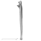 DV16-61 Homo sapiens ulna right medial