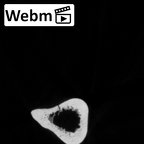 DV16-61 Homo sapiens ulna right ct stack movie