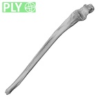 DV16-61 Homo sapiens ulna right ply
