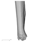 DV16-61 Homo sapiens ulna right distal lateral