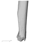 DV16-61 Homo sapiens ulna right distal medial
