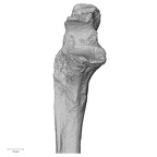 DV16-61 Homo sapiens ulna right proximal anterior