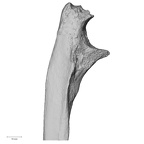 DV16-61 Homo sapiens ulna right proximal lateral