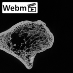 DV16-61 Homo sapiens ulna right proximal ct stack movie