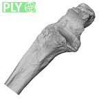 DV16-61 Homo sapiens ulna right proximal ply