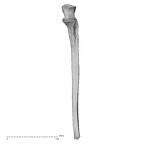 DV16-62 H. sapiens ulna left