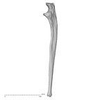 DV16-62 Homo sapiens ulna left lateral