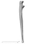 DV16-62 Homo sapiens ulna left medial
