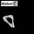 DV16-62 Homo sapiens ulna left ct stack movie
