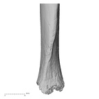 DV16-62 Homo sapiens ulna left distal anterior