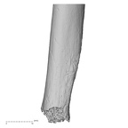 DV16-62 Homo sapiens ulna left distal medial