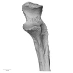 DV16-62 H. sapiens ulna left proximal