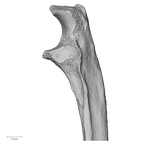 DV16-62 Homo sapiens ulna left proximal lateral