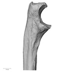 DV16-62 Homo sapiens ulna left proximal medial