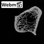 DV16-62 Homo sapiens ulna left proximal ct stack movie