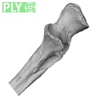 DV16-62 Homo sapiens ulna left proximal ply