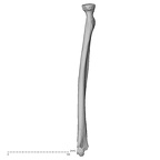 DV16-63 Homo sapiens radius right anterior