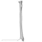 DV16-63 Homo sapiens radius right medial