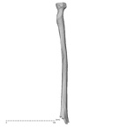 DV16-63 Homo sapiens radius right posterior