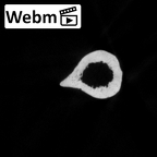 DV16-63 Homo sapiens radius right ct stack movie