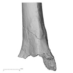 DV16-63 H. sapiens radius right distal
