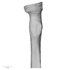 DV16-63 Homo sapiens radius right proximal medial