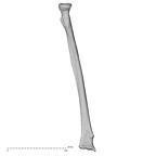 DV16-64 Homo sapiens radius left anterior