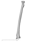 DV16-64 Homo sapiens radius left posterior