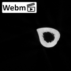 DV16-64 Homo sapiens radius left ct stack movie