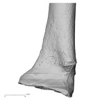 DV16-64 Homo sapiens radius left distal anterior