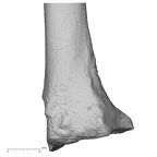 DV16-64 Homo sapiens radius left distal posterior