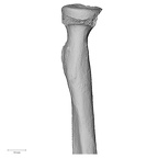 DV16-64 Homo sapiens radius left proximal anterior