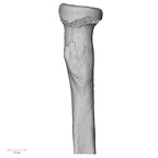 DV16-64 Homo sapiens radius left proximal medial