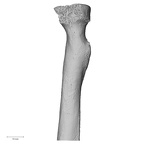 DV16-64 Homo sapiens radius left proximal posterior