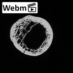 DV16-64 Homo sapiens radius left proximal ct stack movie