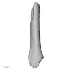 DV41 H. sapiens humerus right