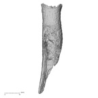 DV50 H. sapiens radius left