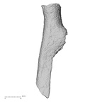DV50 Homo sapiens radius left posterior