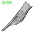 DV50 Homo sapiens radius left ply