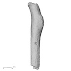 DV56 Homo sapiens radius right anterior