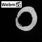DV56 Homo sapiens radius right ct stack movie