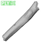 DV56 Homo sapiens radius right ply