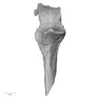 DV57 Homo sapiens ulna right proximal anterior