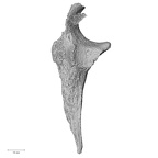 DV57 Homo sapiens ulna right proximal lateral